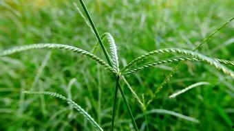 小野草在线视频,探寻自然之美，感受生命力量